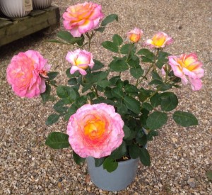 GORGEOUS (hybrid tea)